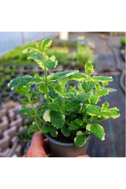 М’ята ананасна Варієгата в горщику